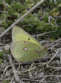 Clouded Sulphur